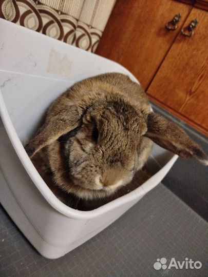 Продам кролика клетку