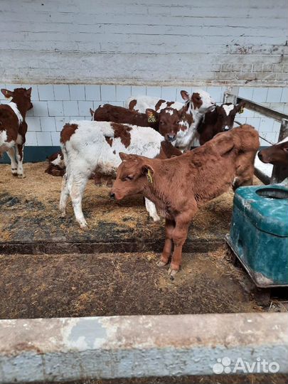 Бычки быки телята