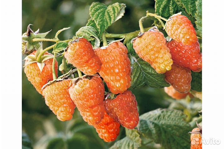 Саженцы малины Оранжевое чудо
