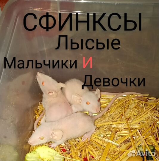 Крысята сфинкс и Браш
