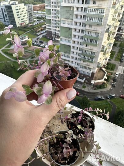 Коллизия розовая пантера