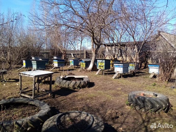 Пчелы с ульями
