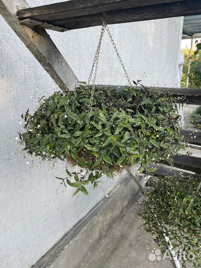 Традесканция гибазис (фата невесты)