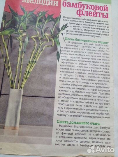 Комнатные растения.Синадениум.Бамбук.Гибискус