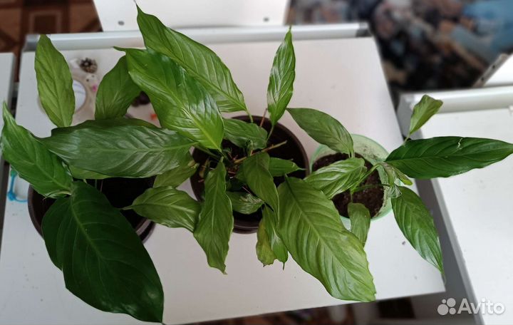 Спатифиллум