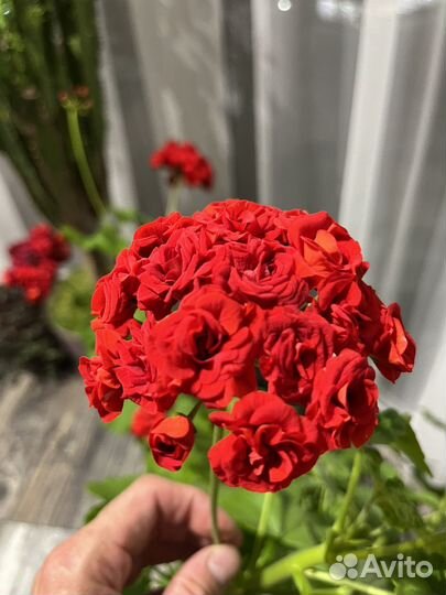 Пеларгония герань розебудная