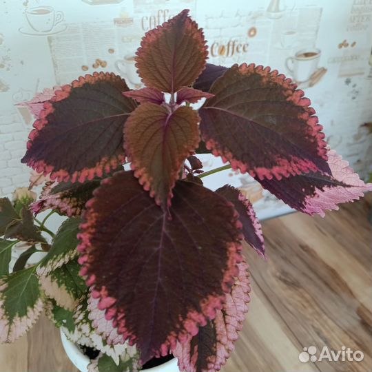 Комнатные растения