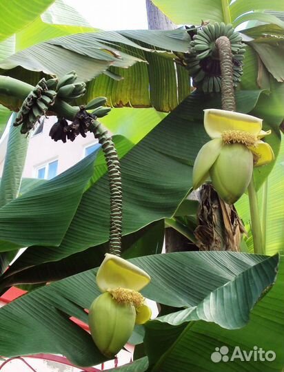 Банан (musa) саженцы разных размеров от 50 см до5м
