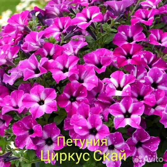 Петуния вегетативная