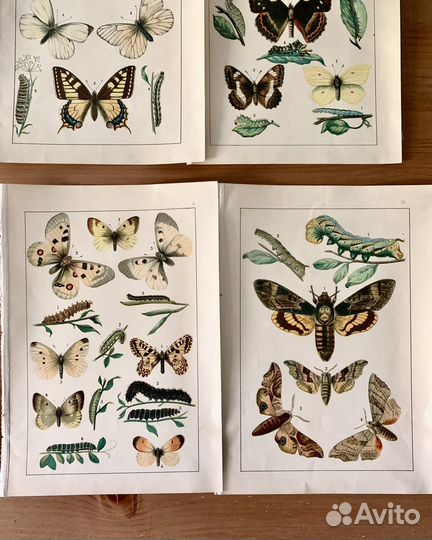 Гравюры Бабочки