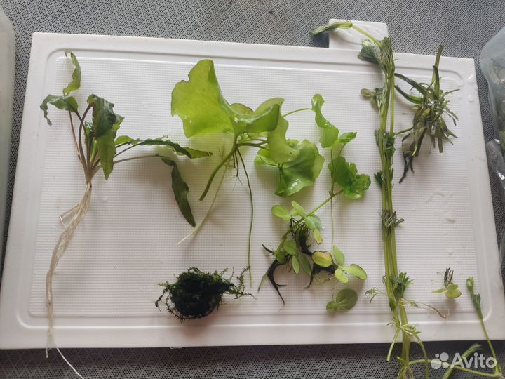 Аквариумные растения прополка