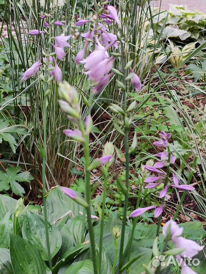 Хоста взрослый куст