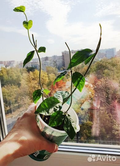 Комнатный жасмин самбак молодые растения