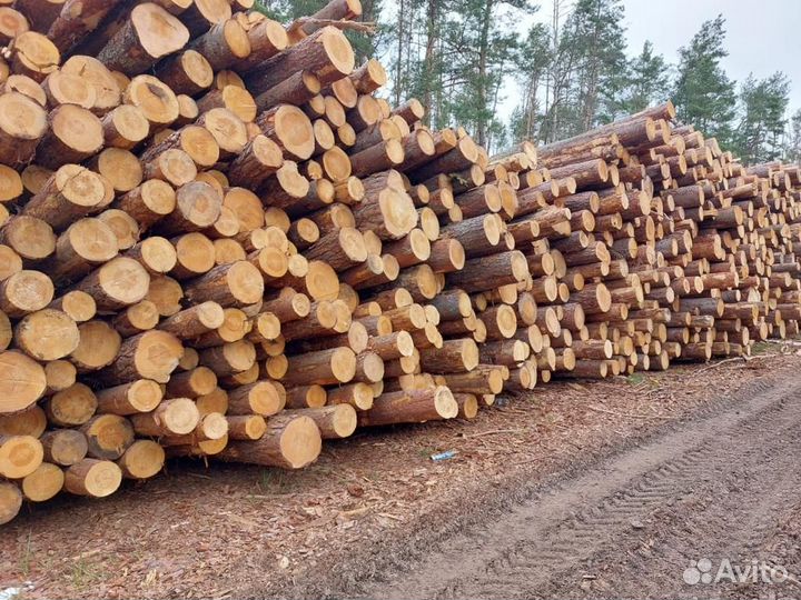 Лес кругляк Деловой