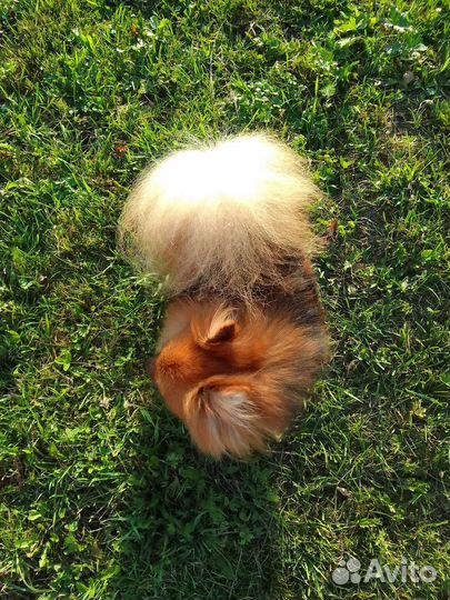 Шпиц (девочка)