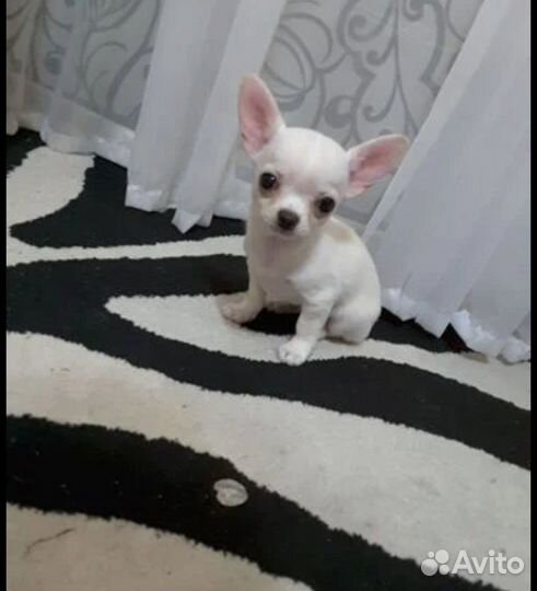 Щенки и котята