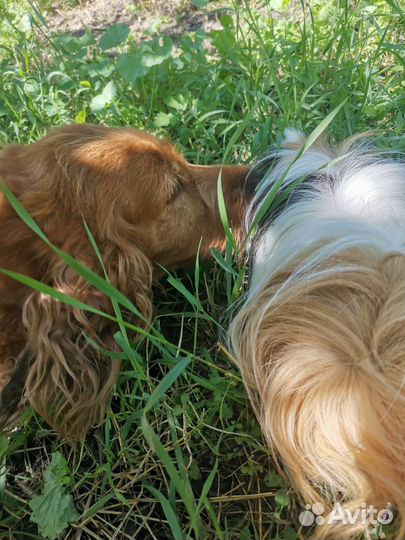 Морские свинки