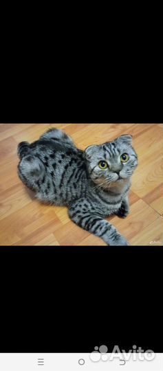 Шотландский вислоухий кот