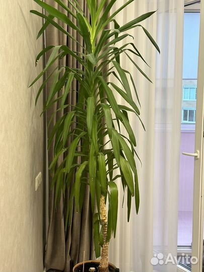 Юкка взрослая