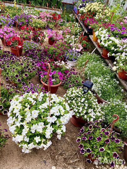 Вегетативка Доставка Петуния Сурфиния Алиссум