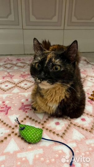 Трехцветная красавица