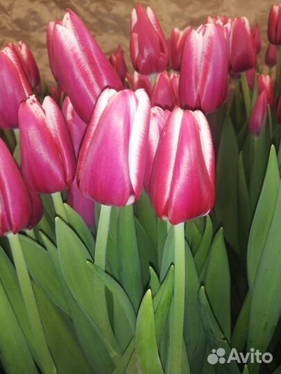 Тюльпаны к 8 марта