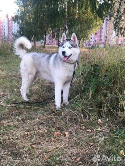 Хаски вязка