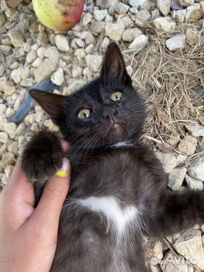 Котята в добрые руки мальчики
