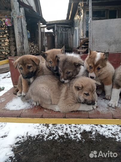 Щенки лайки