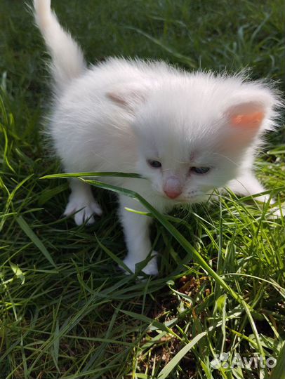 Котята
