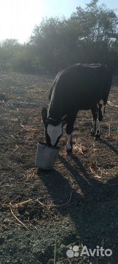 Телочка 8 месяцев