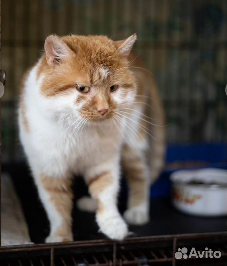 Отдам в добрые руки