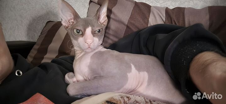 Канадский сфинкс