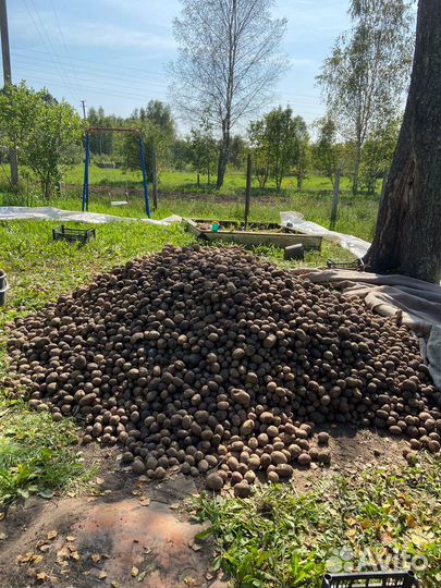 Картофель крупный домашний