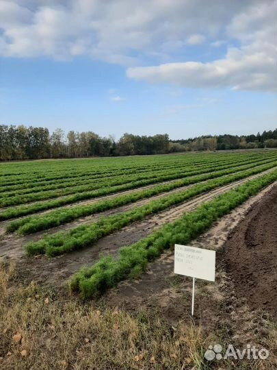 Сеянцы сосны, березы