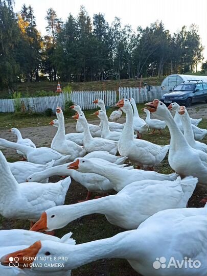 Гуси породы Линда