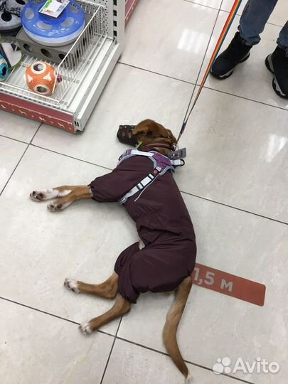 Комбинезон для средней собаки