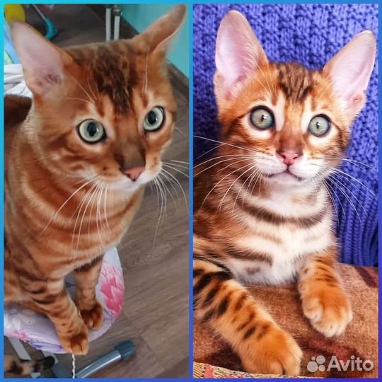 Бенгальский кот вязка