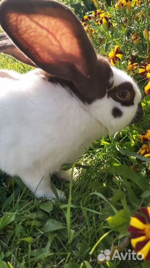 Кролик немецкий пестрый строкач
