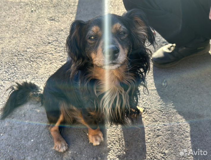 Собака в добрые руки