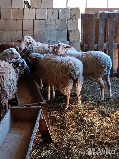 Бараны ягнята