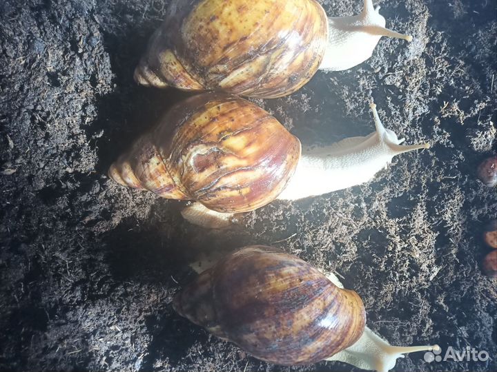 Улитки ахатины тигр