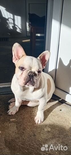 Французский бульдог
