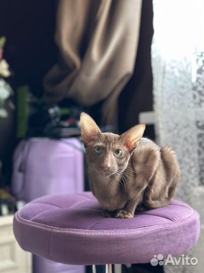 Ориентальная