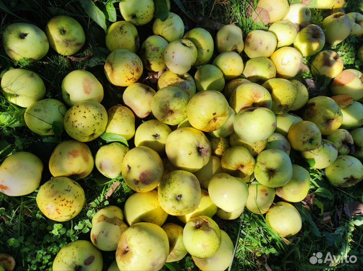 Яблоки антоновка оптом