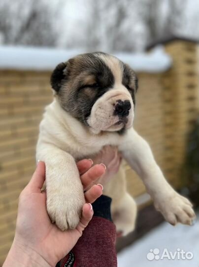 Среднеазиатская овчарка алабай щенки