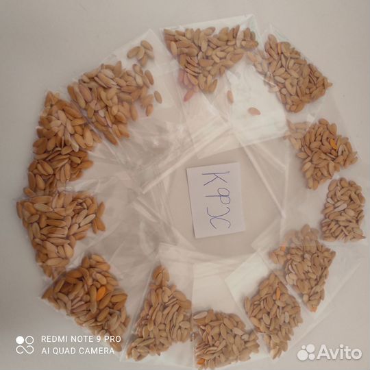 Семена дыни f2 ассорти семян разных сортовых дынь