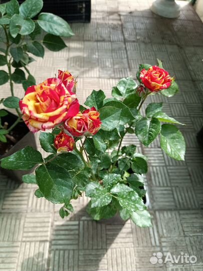 Саженцы роз