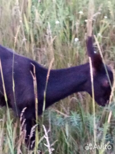 Альпийские козочки