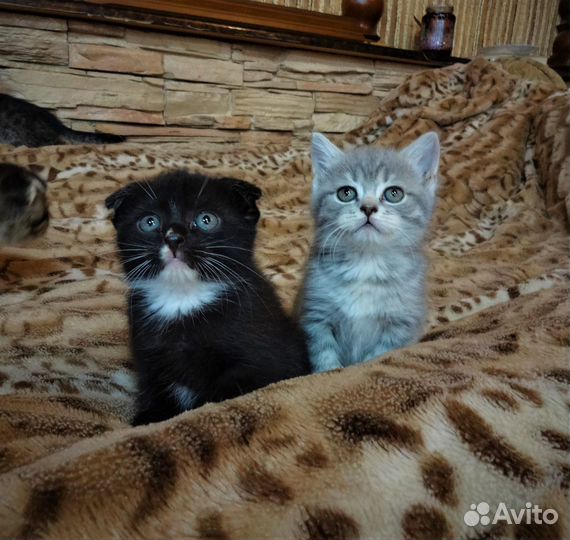 Вислоушечки
